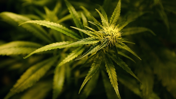 Medical cannabis is an emerging industry