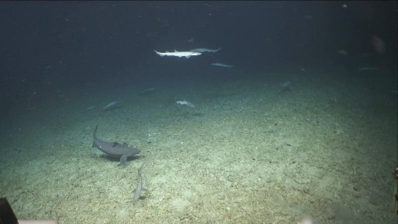 The eggs were identified along the seafloor at a depth of 750m