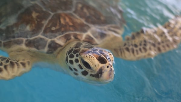 A teenage turtle after surgery to remove a tumour