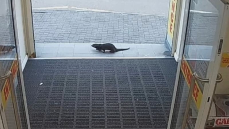 The otter was eventually caught, and is being looked after by a wildlife expert