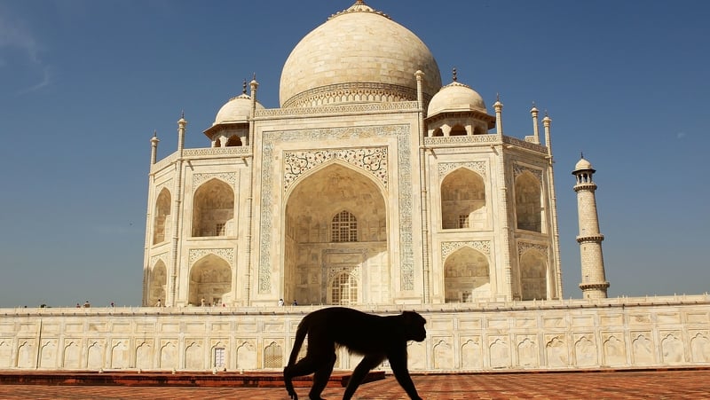 Monkeys are renowned for stealing food and other items from tourists visiting the Taj Mahal