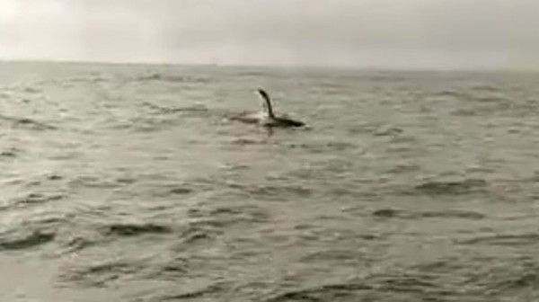 Killer whales were spotted off the coast of Dublin (Pic: James MacCluskey)
