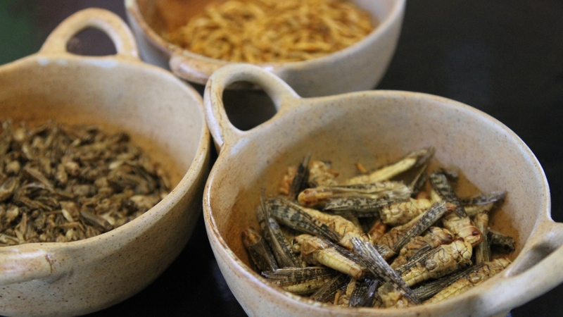 Eat Grub is supplying the crickets