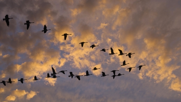 Bird migration has fascinated scientists for centuries