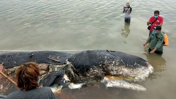The sperm whale washed ashore in Wakatobi National Park