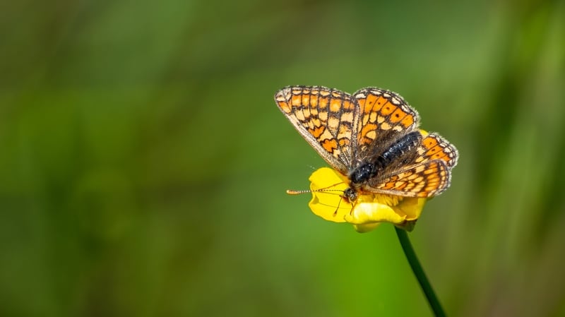 The good folk in Tyrrellspass, County Westmeath decided to carry out a detailed study of their local bog.