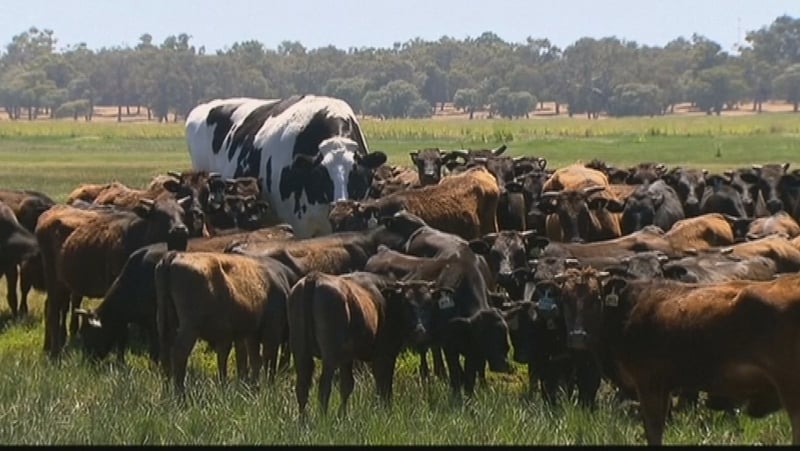 Knickers is thought to be Australia's largest cow