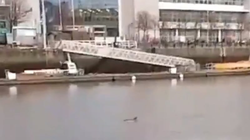 The dolphin appears to be in good health (Image: @DarrenFarrelly1)