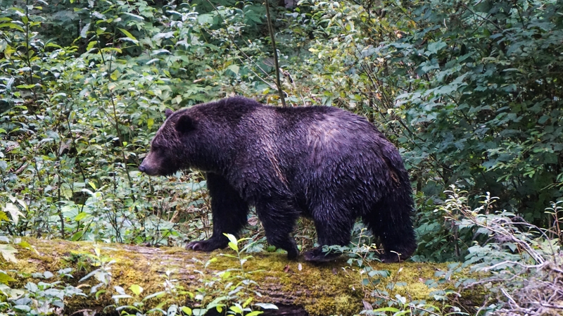 Hunting of grizzly bears had been prohibited for 18 years in Alberta