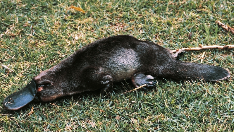 The egg-laying mammal has the bill of a duck, tail of a beaver, otter-like feet and a venomous spur on its hind leg