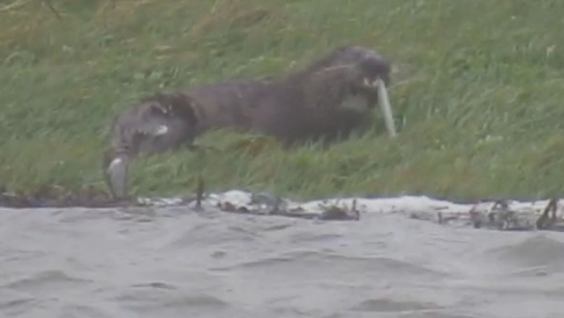 Image: Tramore Eco Group