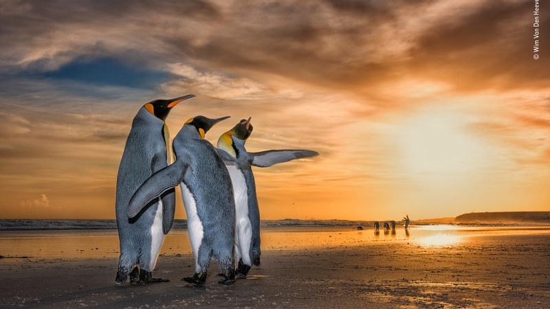 The Wildlife Photographer of the Year is in its 54th consecutive year