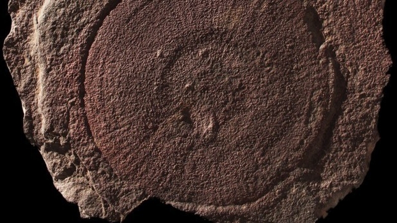 The study involved the investigation of fossils of disc-shaped creatures called "eldonids"