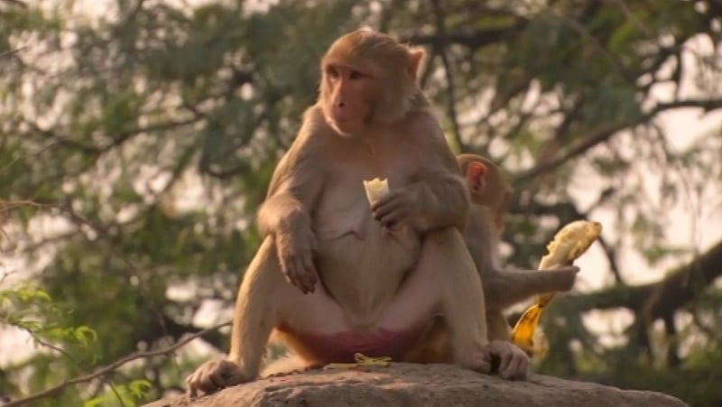 Politicians have been complaining about the 4,000-5,000 Rhesus Macaque monkeys around parliament buildings