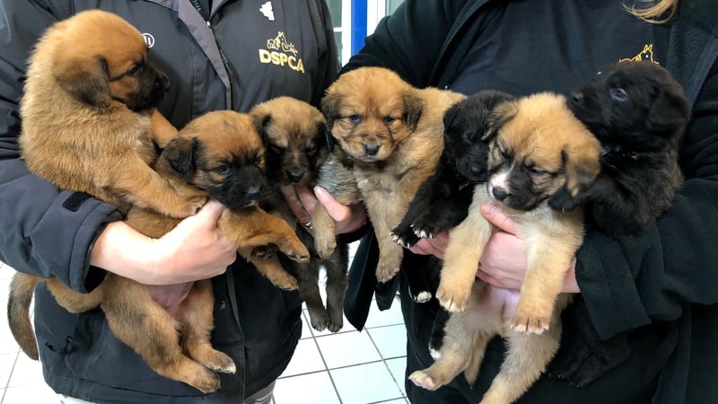 Dasher, Dancer, Vixen, Comet, Cupid, Blitzen and Rudolf are four-week-old lab-collie puppies