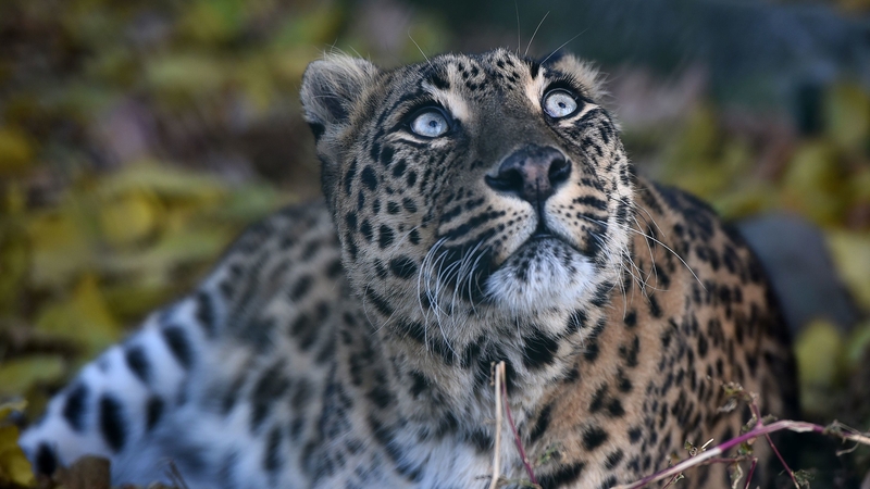 There are estimated to be 12,000 to 14,000 leopards in India (File picture)
