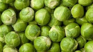  Brussel Sprouts : The art of growing the most contentious of vegetables