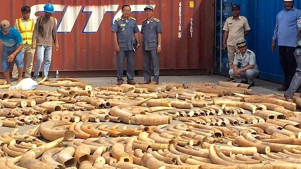 Pictures of the massive haul showed long rows of confiscated tusks spread out on the ground at the port