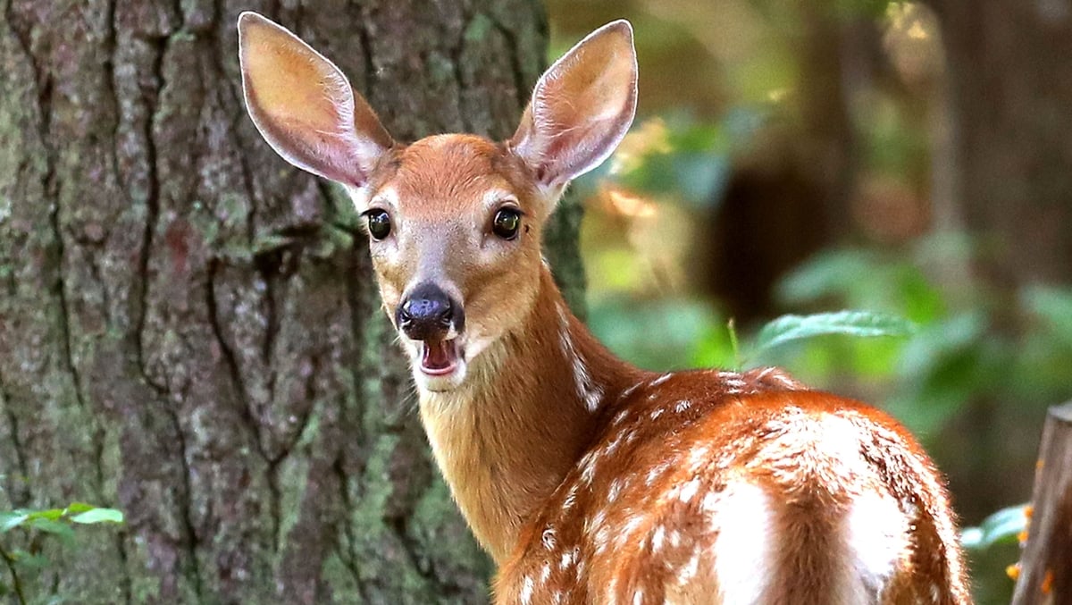 Tame Deer