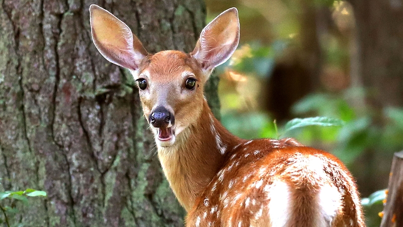 A young fawn was brought to a Dublin garda station last week after being found in long grass in the Wicklow Mountains (File pic)