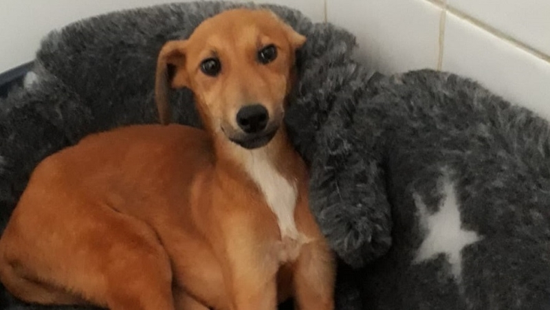 The dogs have been transferred to the care of the DSPCA