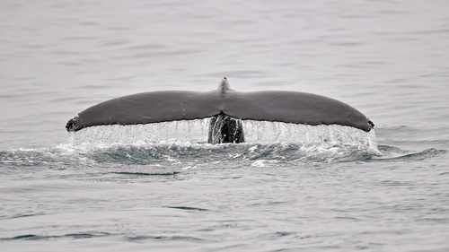 The withdrawal means Japan joins Iceland and Norway in openly defying the IWC's ban on commercial whale hunting
