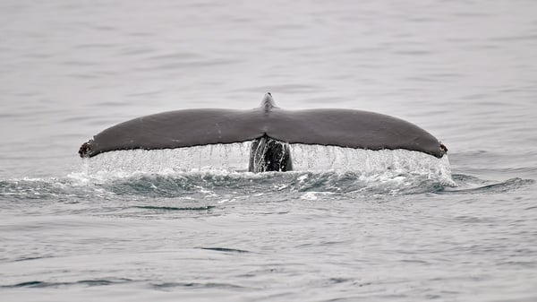 The withdrawal means Japan joins Iceland and Norway in openly defying the IWC's ban on commercial whale hunting