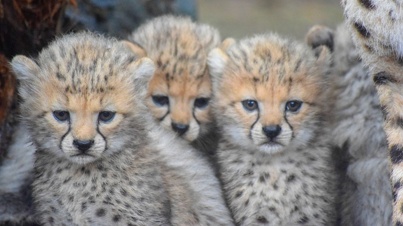 Northern cubs are considered vulnerable on the International Union for Conservation of Nature Red List