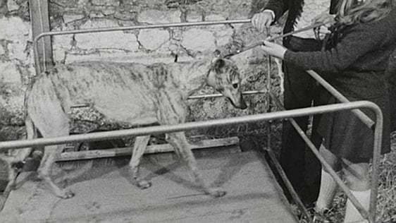 Dog walking machine (1974)