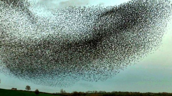 Thousands of starlings in flight over Nobber