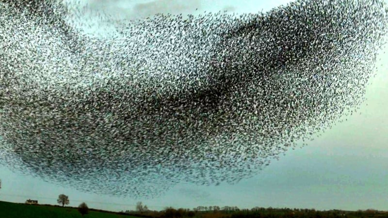 A murmuration of starlings over Co Meath. Photo: Philip Bromwell/RTÉ