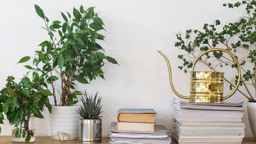 Erin's first bit of agony aunt plant advice is to bring it all back to basics of "water, light, soil, and temperature."