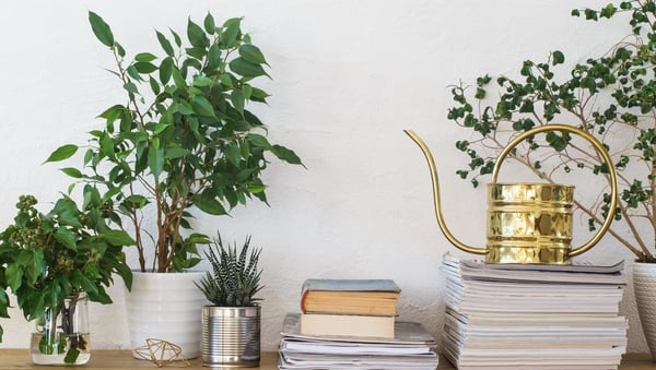 Erin's first bit of agony aunt plant advice is to bring it all back to basics of "water, light, soil, and temperature."