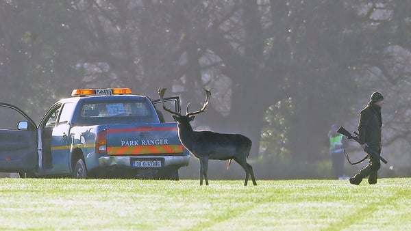 The OPW says that the deer cull was carried out as part of the 'sustainable management' of wild deer in Phoenix Park