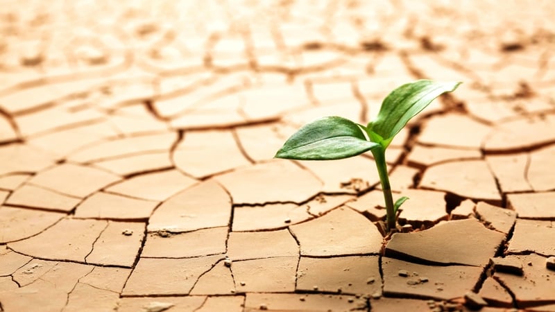 Unsure what climate change means for your plants? Garden designer Sue Townsend offers some advice.