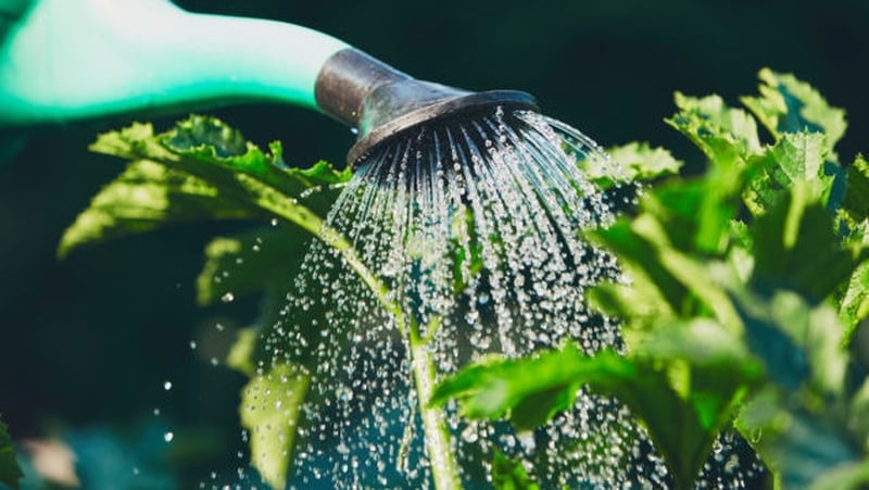 "Not all garden plants are created equal when it comes to water needs". Photo: Studio 37/Shutterstock