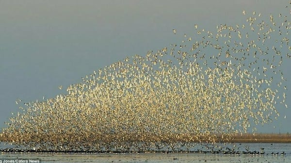 A flock of Waders
