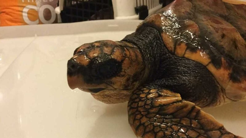 The loggerhead turtle is in critical condition (Courtesy: Exploris Aquarium)