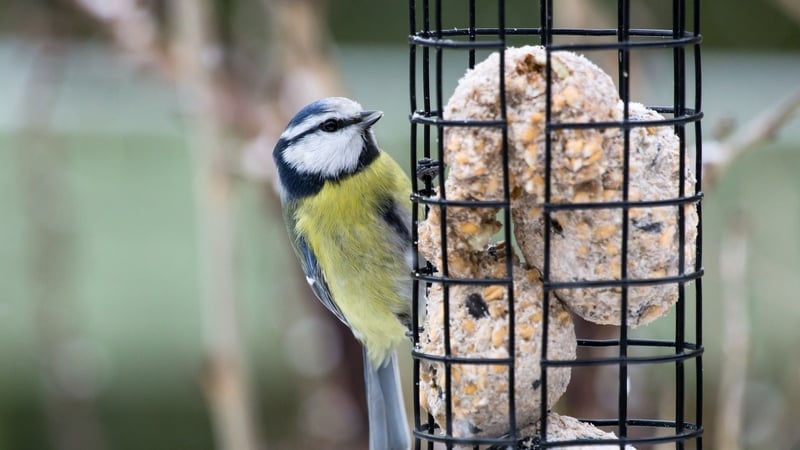 Tips for feeding hungry birds in cold weather