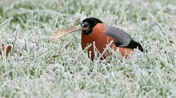 Lean pickings for a Bullfinch in icy weather