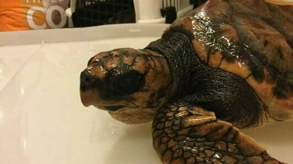 Rare turtle found off Donegal coast