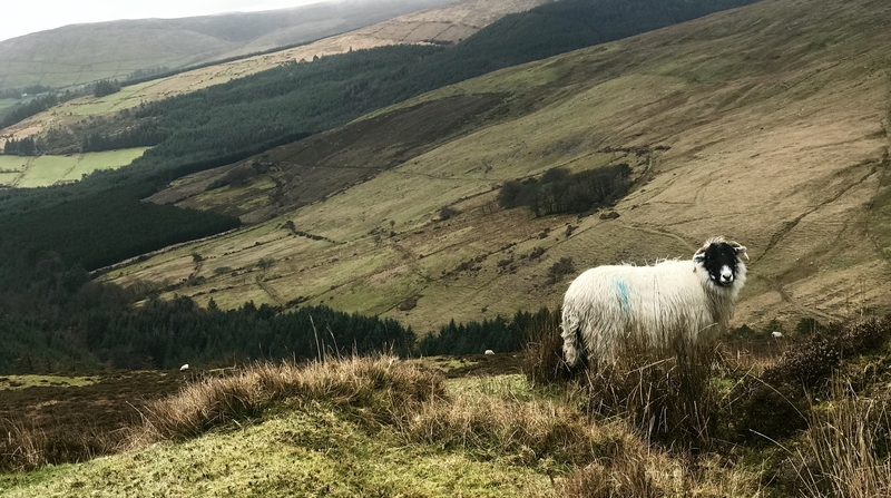 Michael Ring said a new indemnity scheme would be introduced before the end of the year