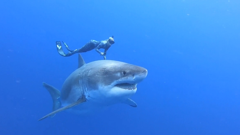 Images: @JUANSHARKS /oneoceandiving.com/@OceanRamsey