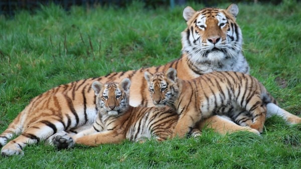 The female cubs were born on October 14, weighing 1.5kg each, and can be seen by visitors to the Zoo this weekend from 11:15am to 3:00pm Saturday and Sunday