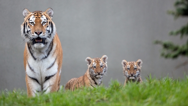 Accounts for the Zoological Society of Ireland (ZSI) which operates Dublin Zoo and Fota Island Wildlife Park show that income last year increased by €4.28m or 21%.