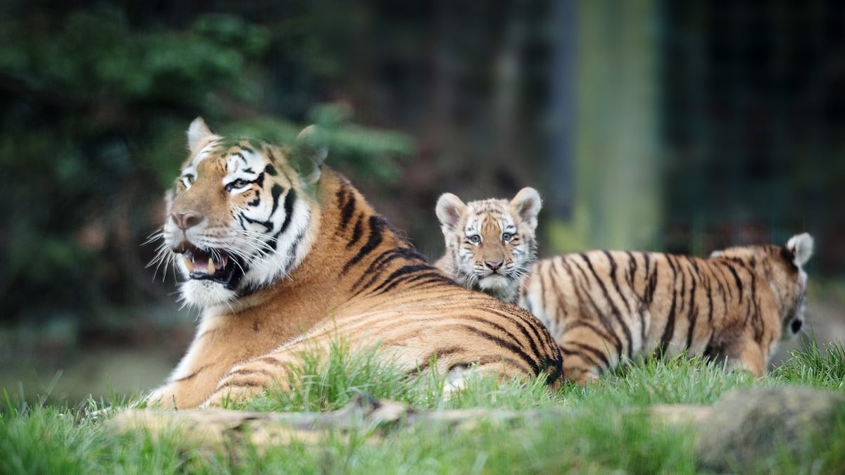 Dublin Zoo tiger video becomes viral sensation 