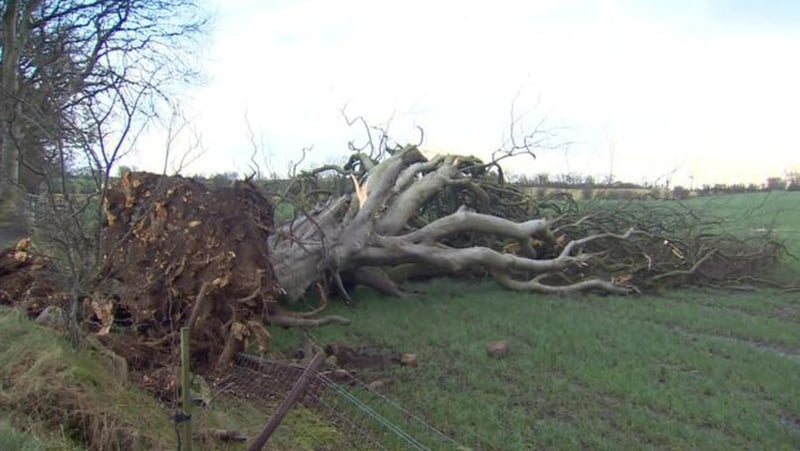 One of the iconic 'Dark Hedges' trees has fallen in Co Antrim