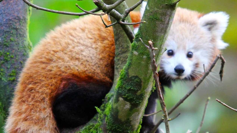 Public had been warned that though the red panda is not aggressive it may have become defensive when cornered
