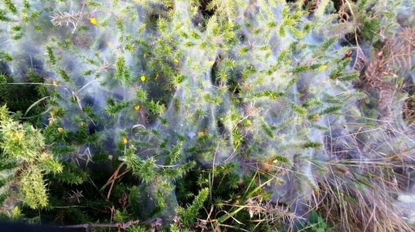 Webbing found by Jim Kilroy at Howth Head, County Dublin