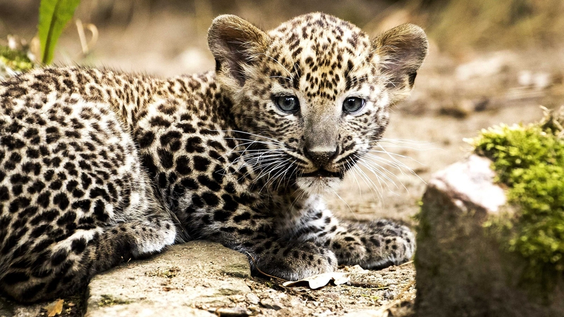 Leopards are found across the Asian continent but are highly vulnerable (file pic)